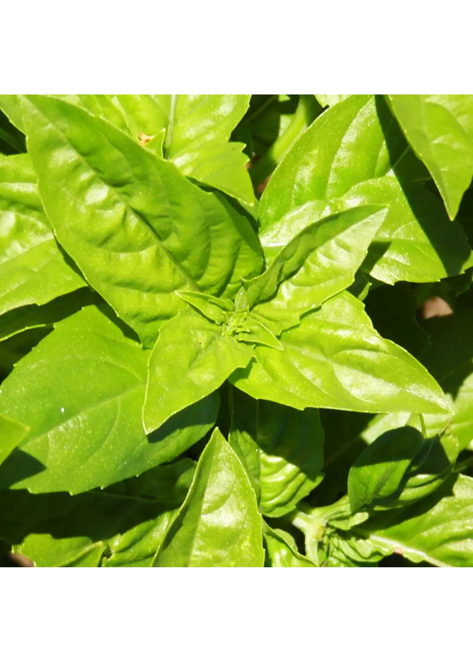 Les jardins de l'écoumène Basilic Genovese - Bio (50 semences)