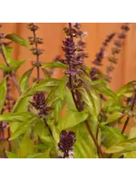Les jardins de l'écoumène Basilic Thaï - Bio (200 semences)