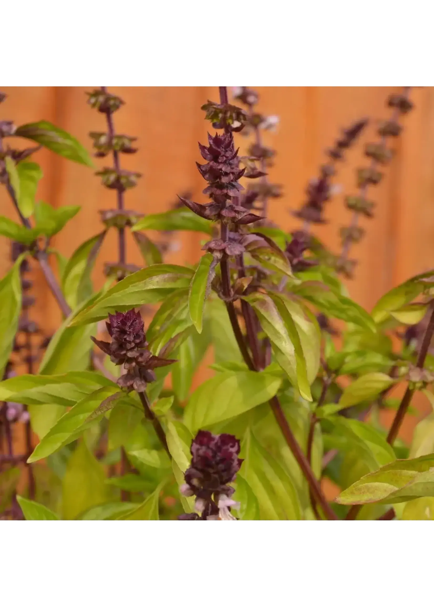 Les jardins de l'écoumène Basilic Thaï - Bio (200 semences)