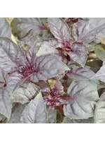 Les jardins de l'écoumène Basilic pourpre - Bio (200 semences)