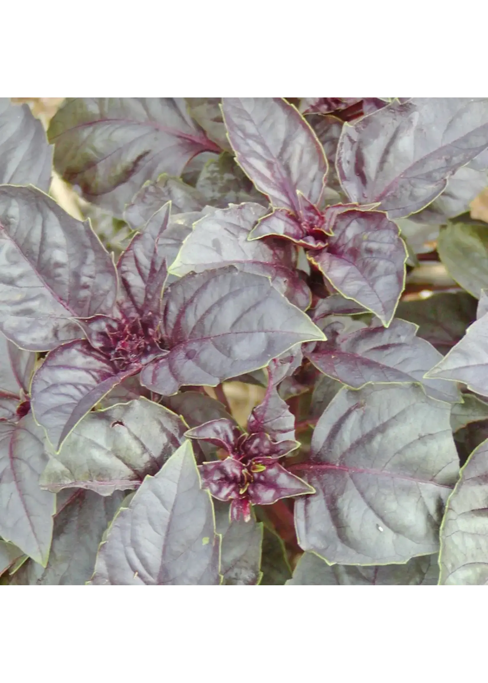 Les jardins de l'écoumène Basilic pourpre - Bio (200 semences)