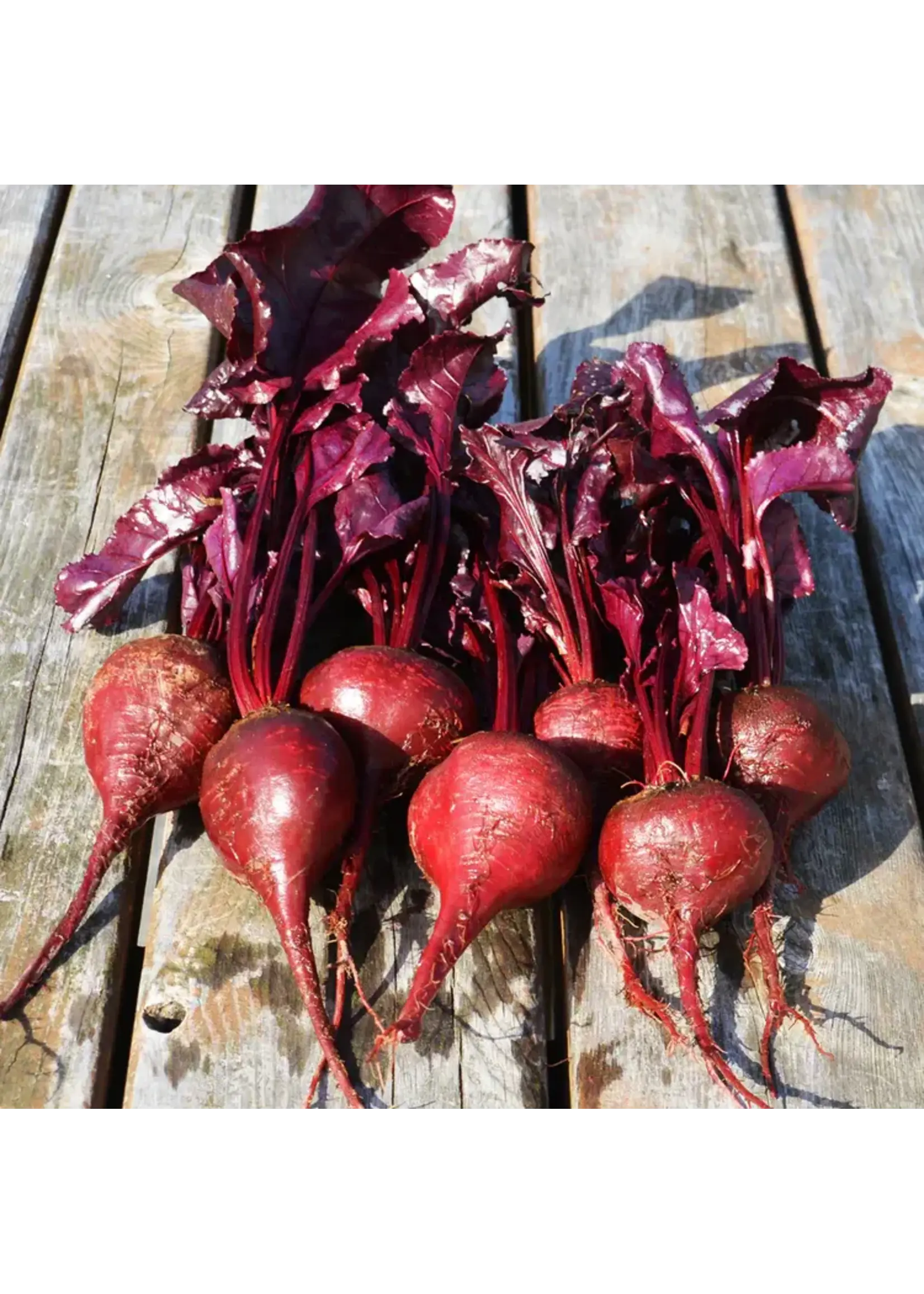 Les jardins de l'écoumène Betterave Bull’s Blood - Bio (100 semences)