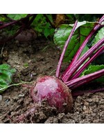 Les jardins de l'écoumène Betterave Crosby’s Egyptian Bio (100 semences)