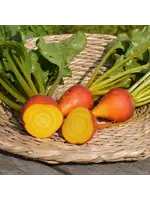 Les jardins de l'écoumène Betterave touchstone gold - Bio (80 semences)