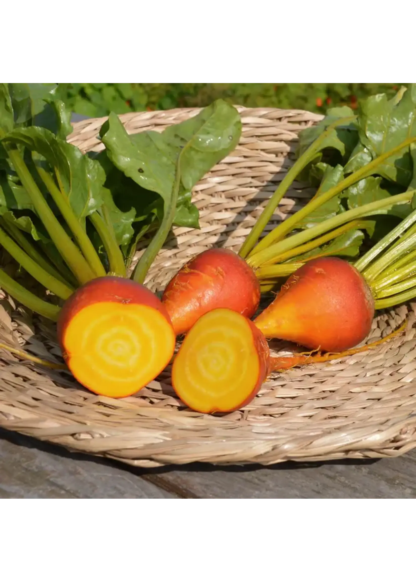 Les jardins de l'écoumène Betterave touchstone gold - Bio (80 semences)