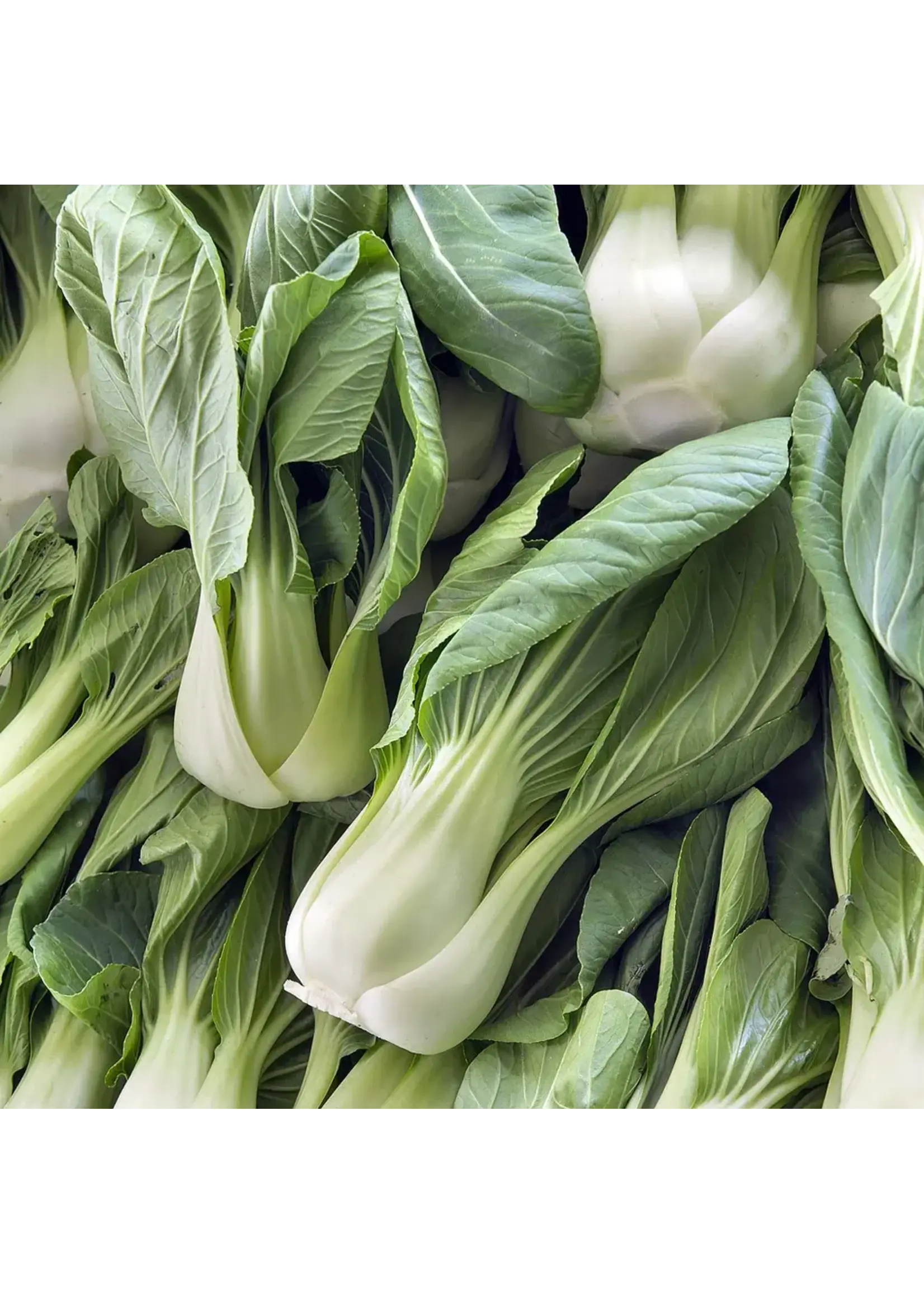 Les jardins de l'écoumène Chou chinois pak-choï Shangai - Bio (250 semences)