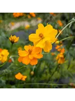 Les jardins de l'écoumène Cosmos Brigitte Light - Bio (50 semences)