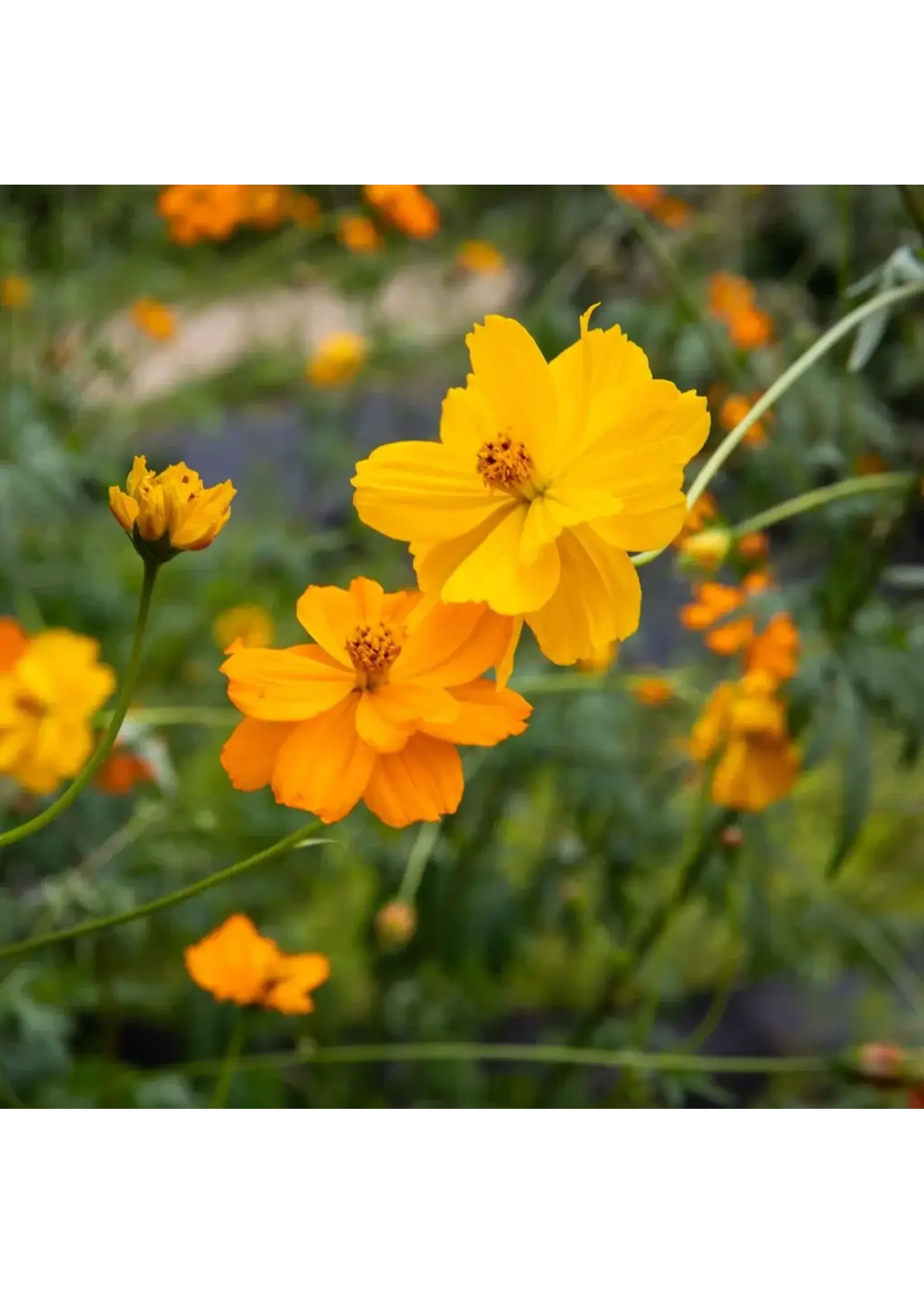 Les jardins de l'écoumène Cosmos Brigitte Light - Bio (50 semences)