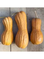 Les jardins de l'écoumène Courge Butternut Violina - Bio (20 semences)