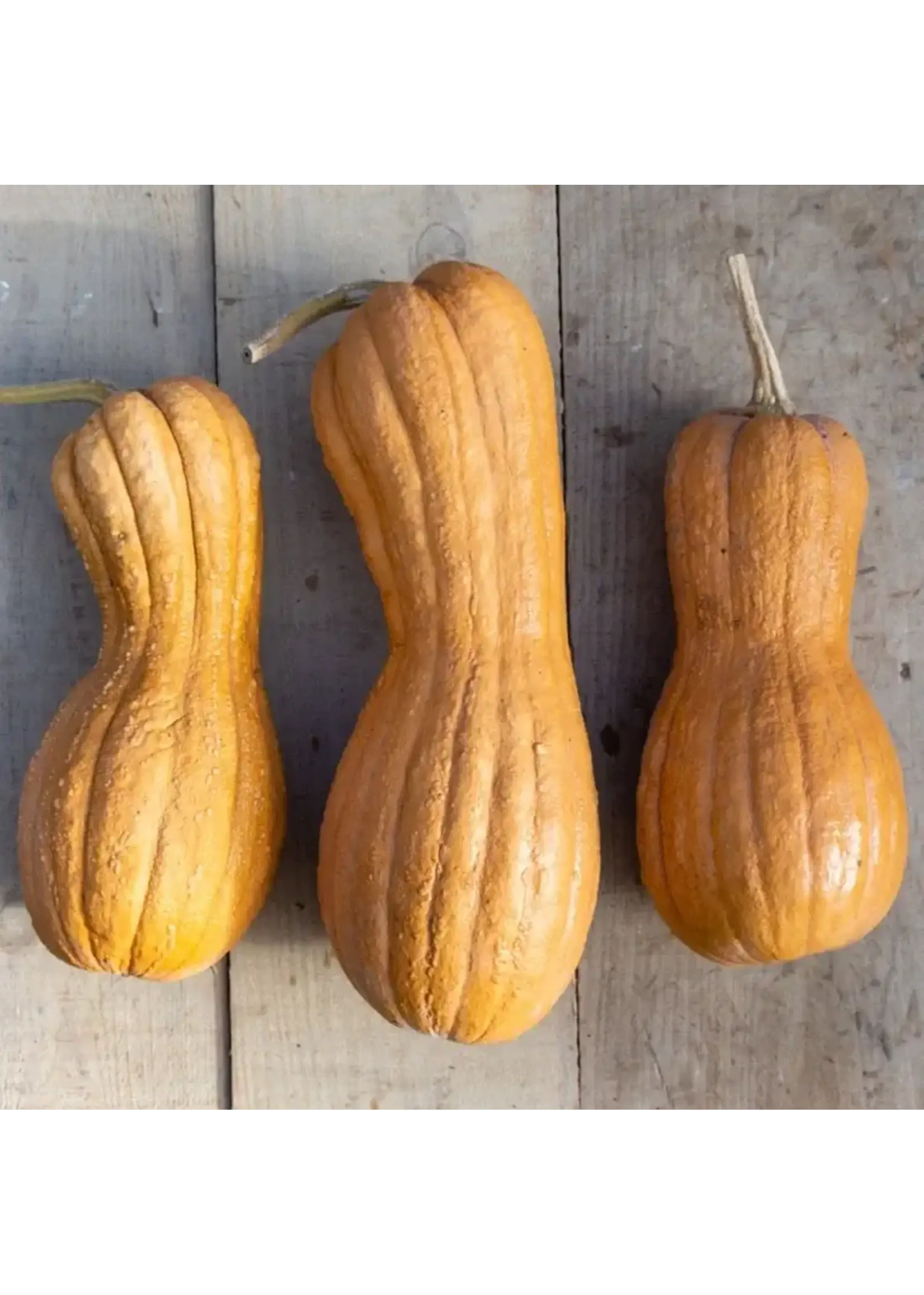 Les jardins de l'écoumène Courge Butternut Violina - Bio (20 semences)