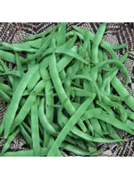 Les jardins de l'écoumène Haricot grimpant northeaster - Bio (20 semences)