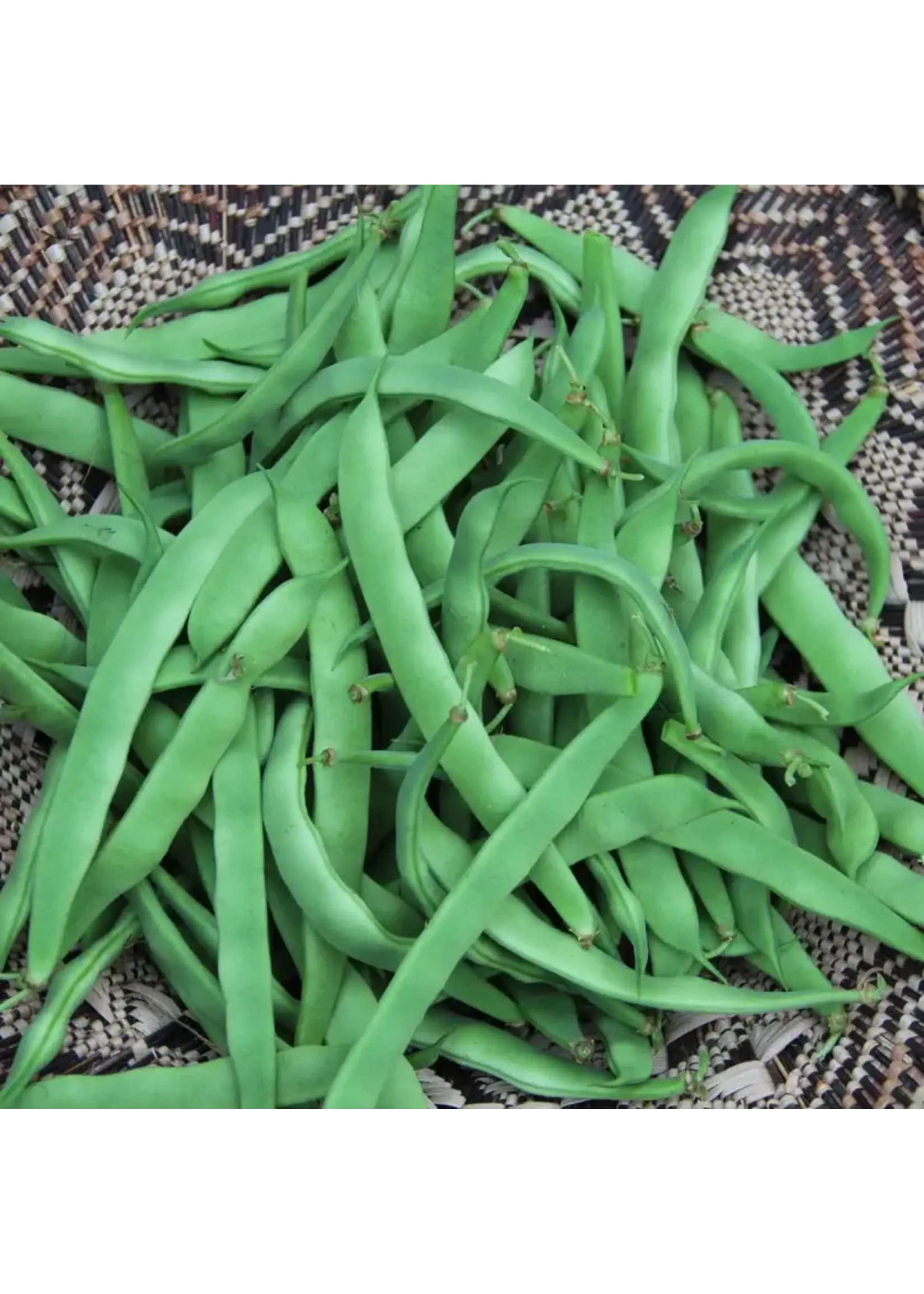 Les jardins de l'écoumène Haricot grimpant northeaster - Bio (20 semences)