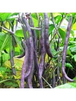 Les jardins de l'écoumène Haricot nain Royal Burgundy - Bio (50 semences)