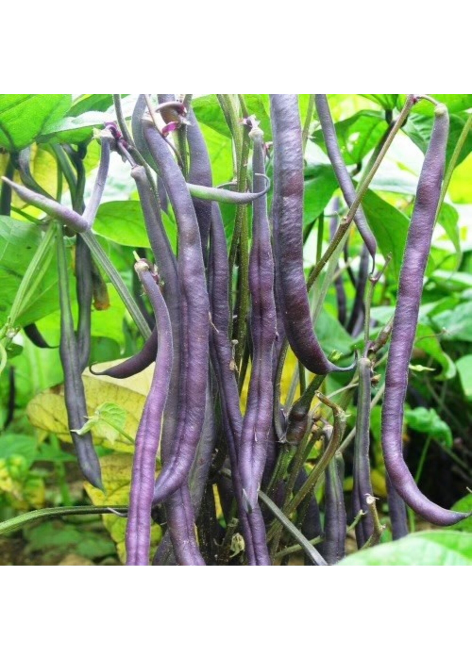 Les jardins de l'écoumène Haricot nain Royal Burgundy - Bio (50 semences)