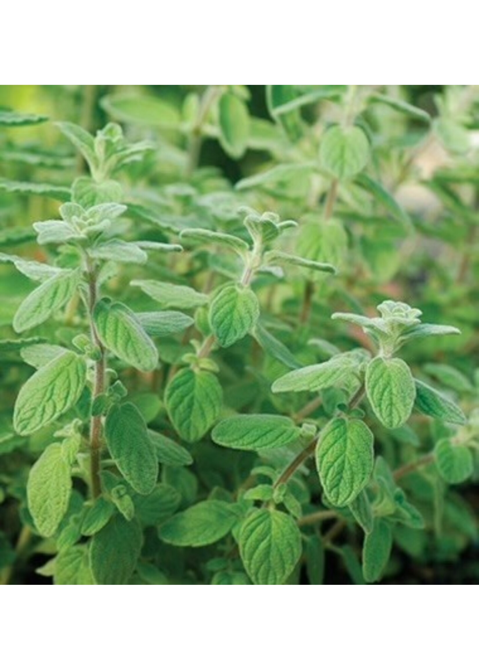 Les jardins de l'écoumène Marjolaine des jardins - Bio (175 semences)