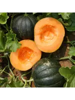 Les jardins de l'écoumène Melon Noir des Carmes - Bio ( 25 semeences)