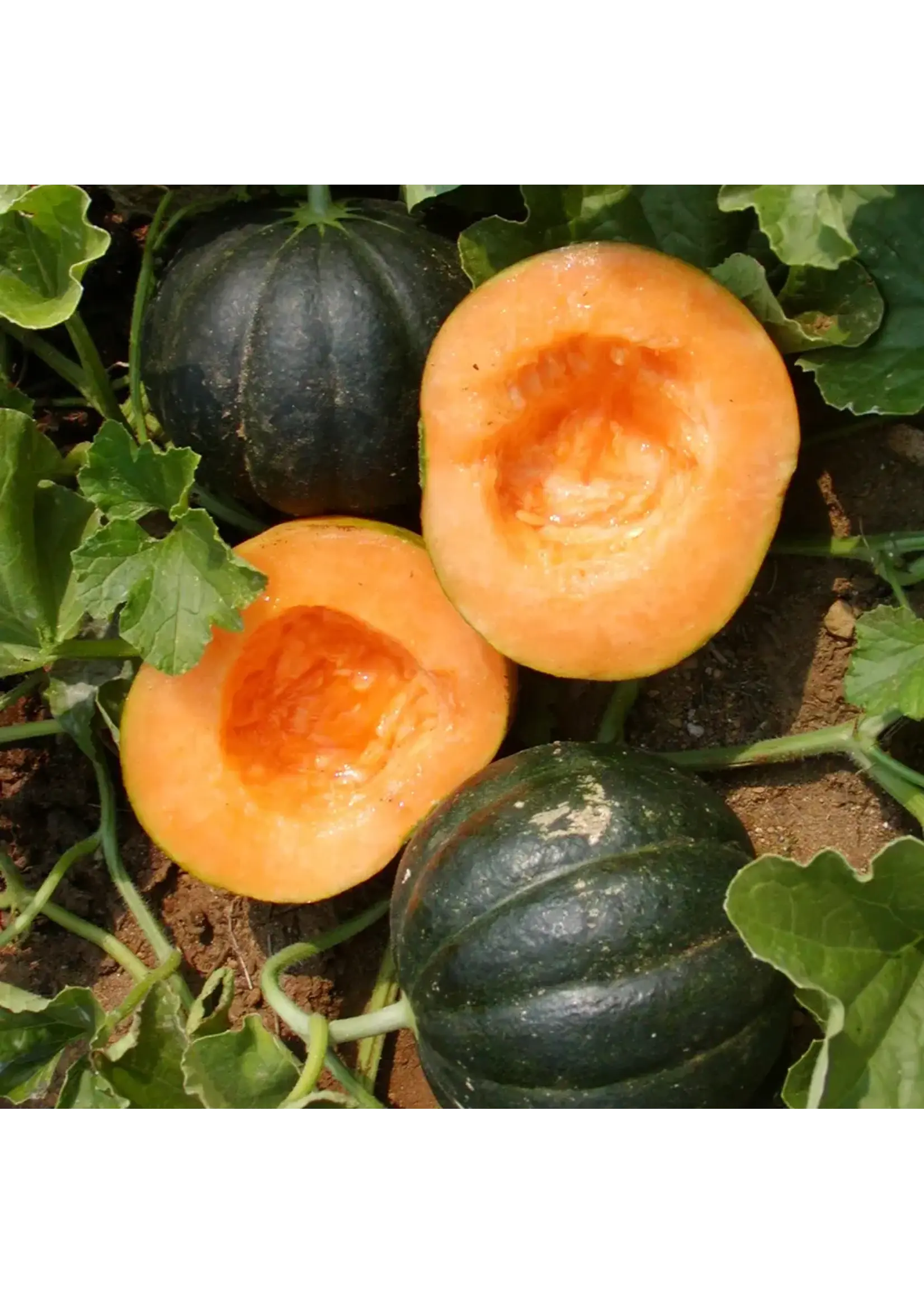 Les jardins de l'écoumène Melon Noir des Carmes - Bio ( 25 semeences)