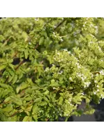 Les jardins de l'écoumène Origan grec - Bio (300 semences)