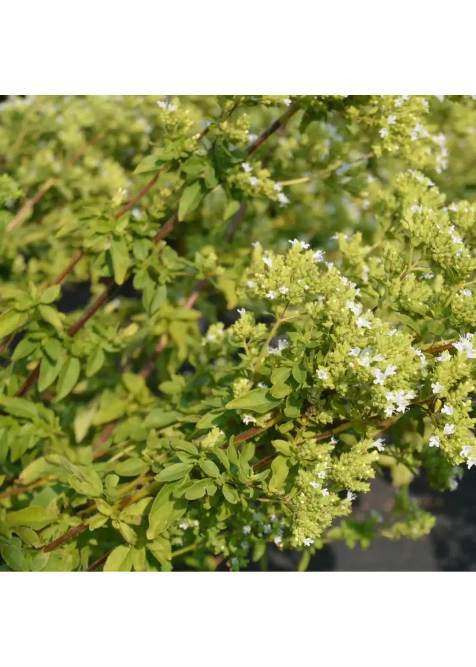 Les jardins de l'écoumène Origan grec - Bio (300 semences)