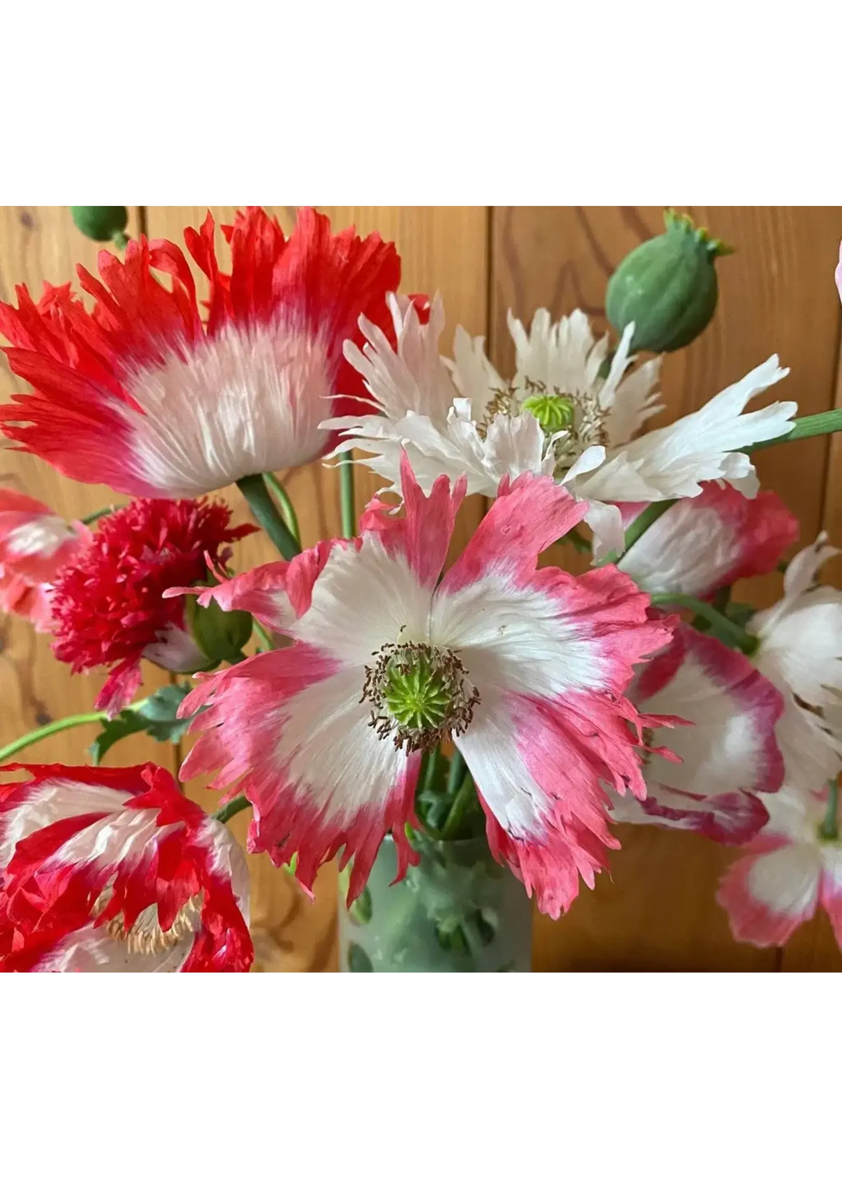 Les jardins de l'écoumène Pavot Amphora - Bio (200 semences)