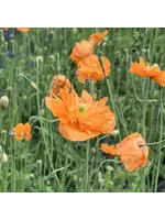 Les jardins de l'écoumène Pavot de Turquie - Bio (200 semences)