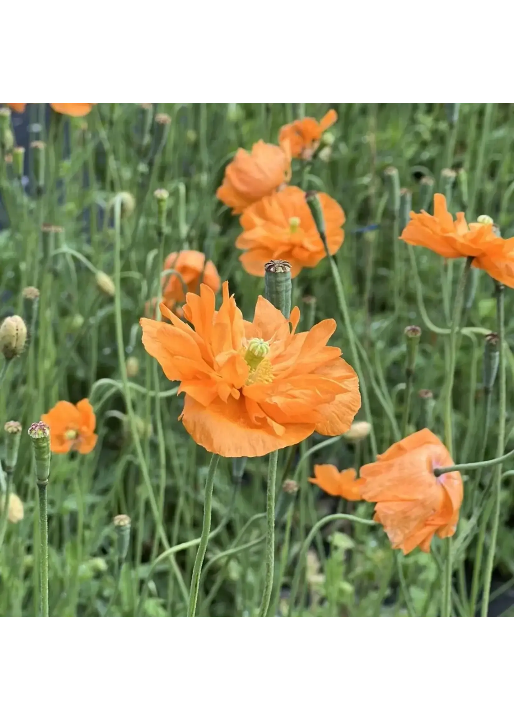 Les jardins de l'écoumène Pavot de Turquie - Bio (200 semences)