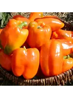 Les jardins de l'écoumène Poivron gourmet - Bio (25 semences)