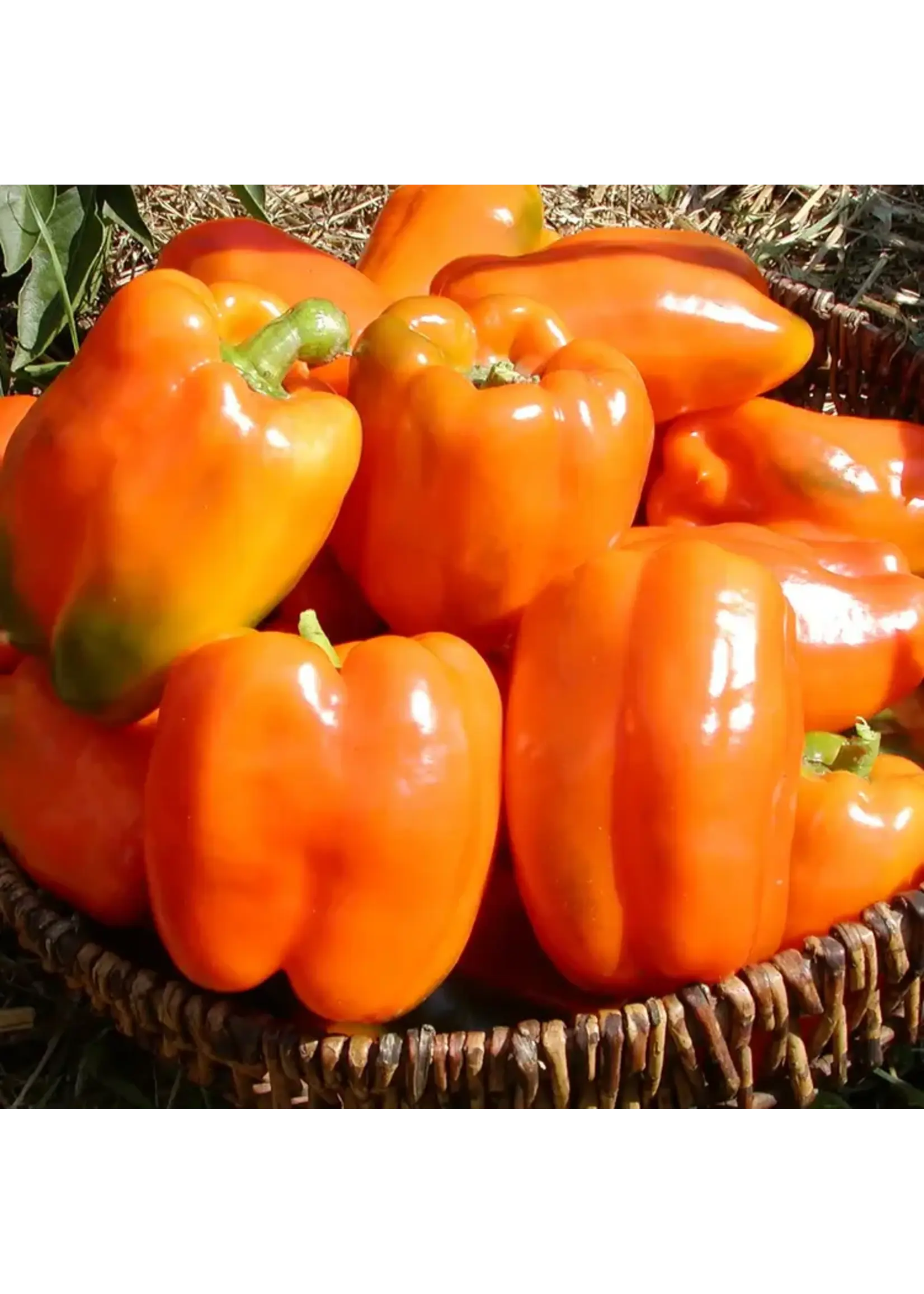 Les jardins de l'écoumène Poivron gourmet - Bio (25 semences)