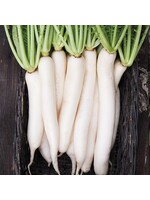 Les jardins de l'écoumène Radis Daikon -Bio (150 semences)