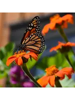 Les jardins de l'écoumène Tithonia mexicain - Bio (40 semences)