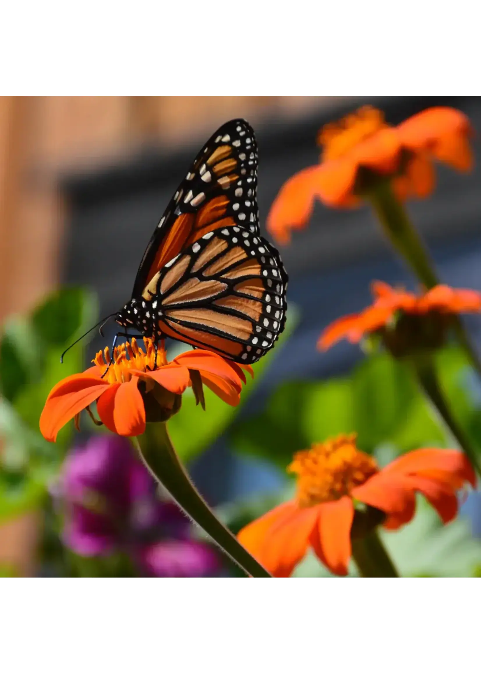 Les jardins de l'écoumène Tithonia mexicain - Bio (40 semences)