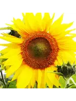 Les jardins de l'écoumène Tournesol Mammouth géant - Bio (40 semences)