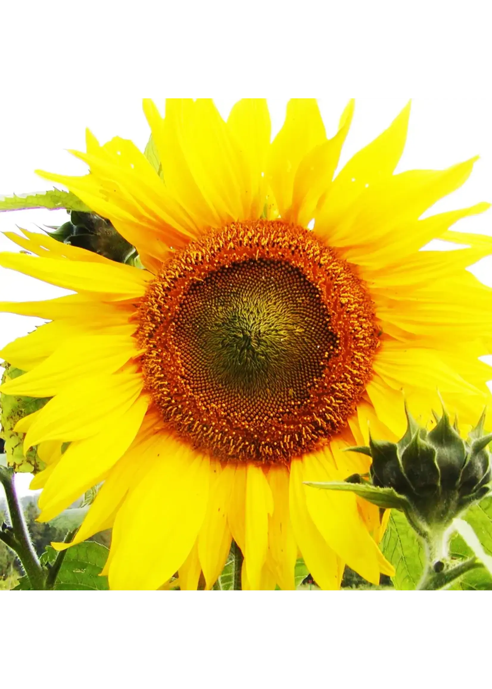 Les jardins de l'écoumène Tournesol Mammouth géant - Bio (40 semences)