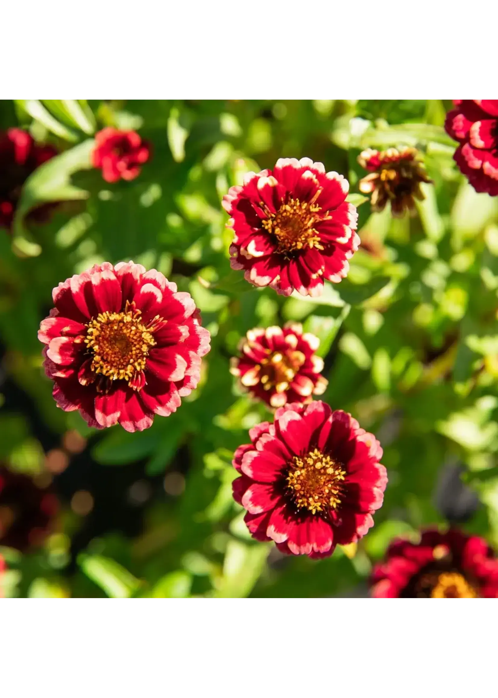 Les jardins de l'écoumène Laitue romaine Parris Island Cos