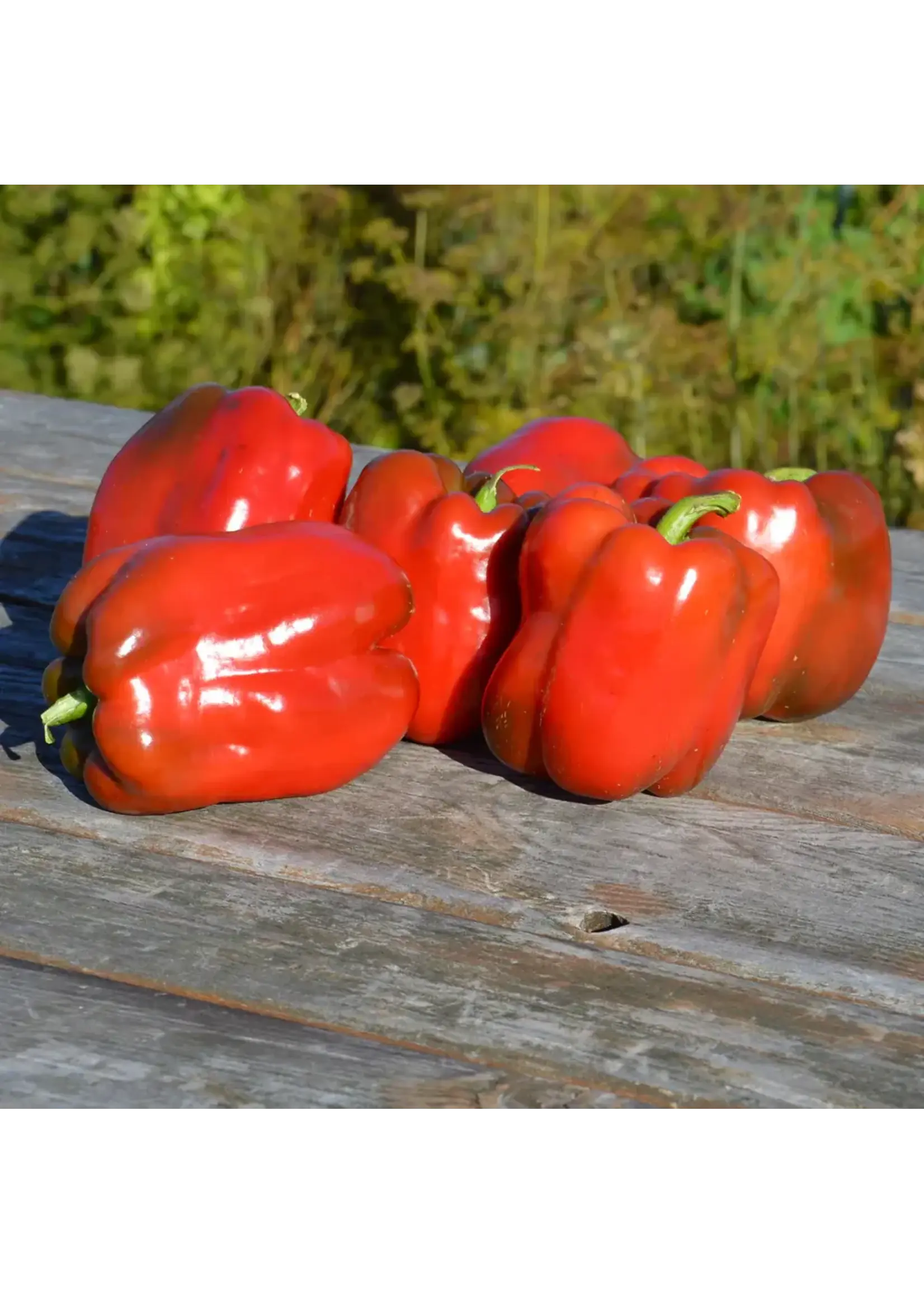 Les jardins de l'écoumène Poivron King of the North