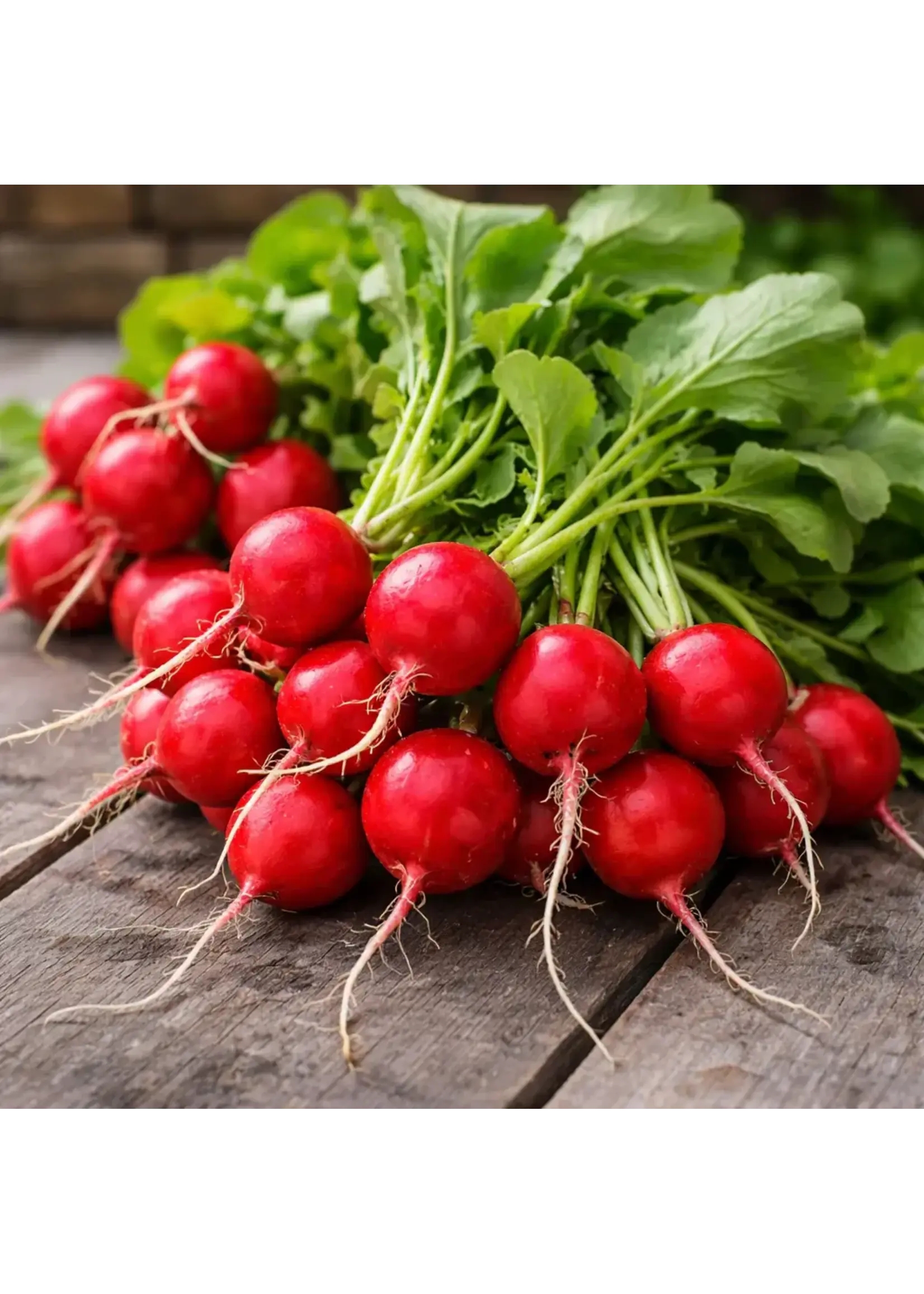 Les jardins de l'écoumène Radis 'Cherry Belle'- Bio