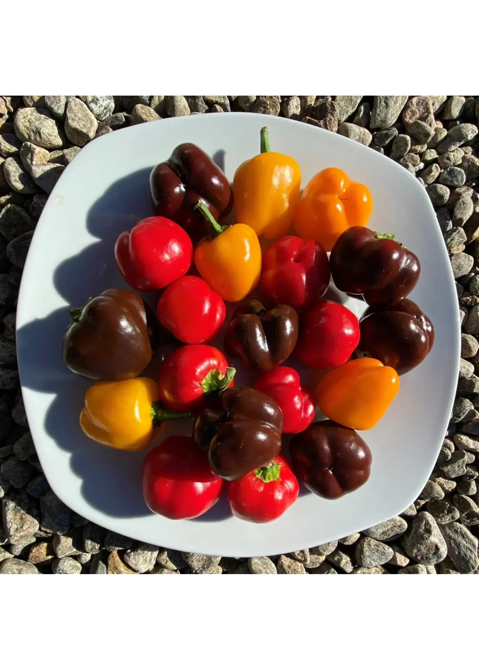 Les jardins de l'écoumène Poivrons Miniatures en mélange- Bio, 35 semences