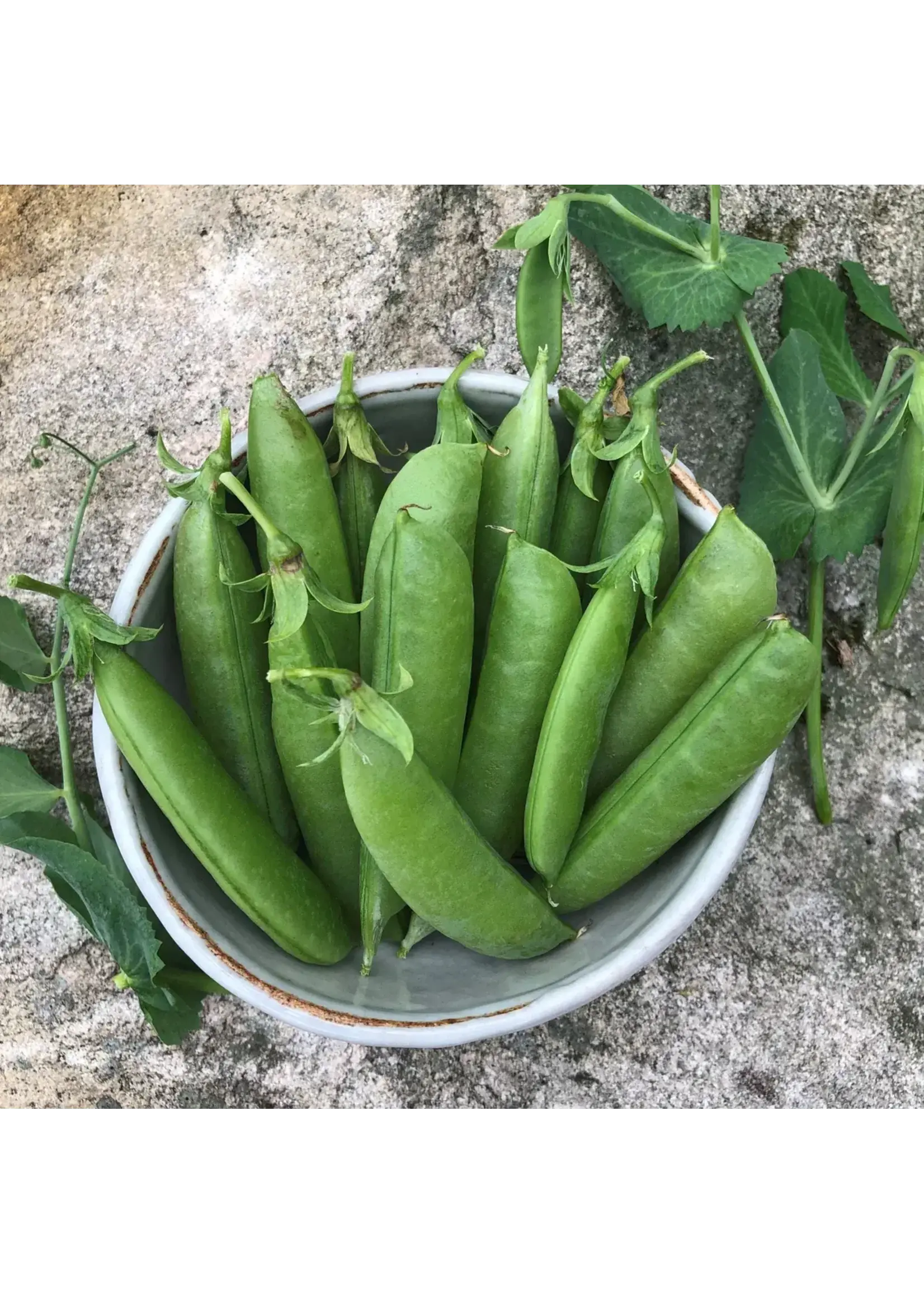 Les jardins de l'écoumène Pois 'Sugar Snap' - Bio