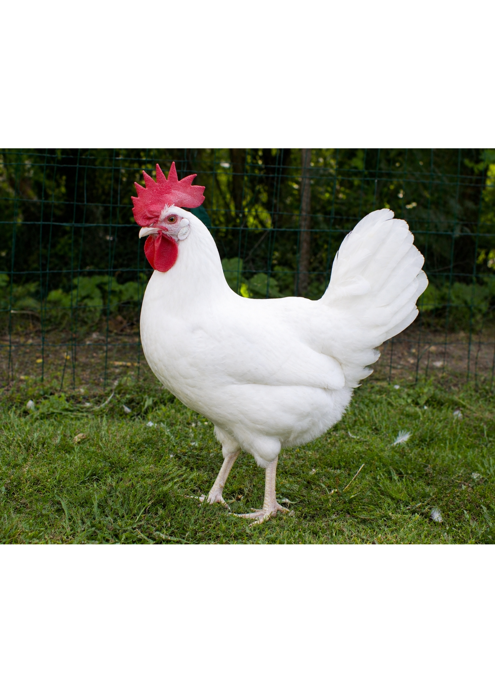 Couvoir Luc Morin Poule blanche , Légumes Horn 19 semaines, 2 mai 2026