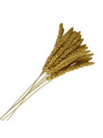 Maska Select Millet en grappe | Gâterie pour oiseaux | Maska Select