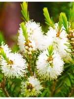 Zayat Huile essentielle Tea tree, Bio, Afrique du Sud, 11ml
