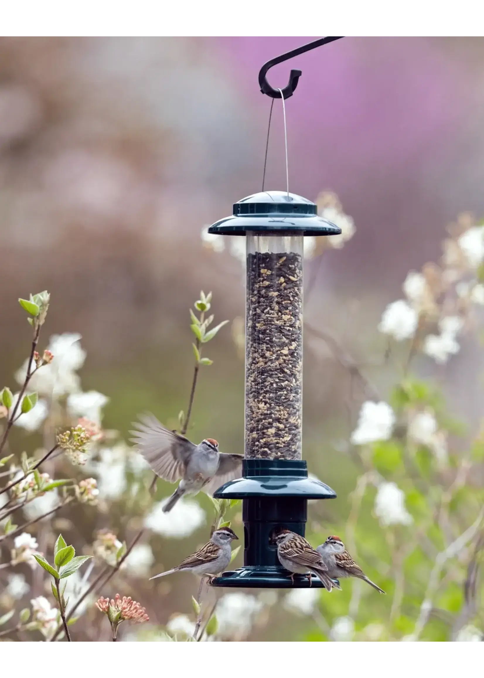 Squirrel Buster Mangeoire Oiseau Sauvage | Squirrel Buster® | Évolution