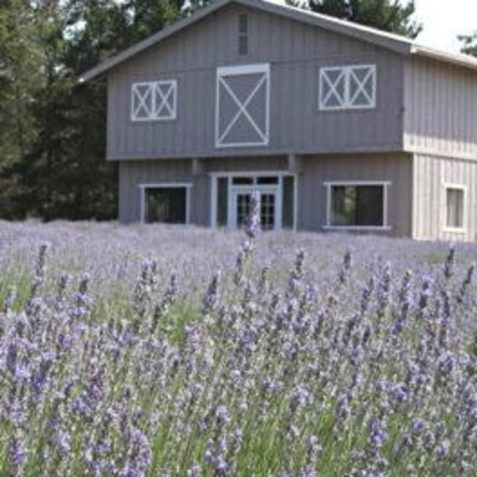 Sonoma Lavender Soap Bar Trio