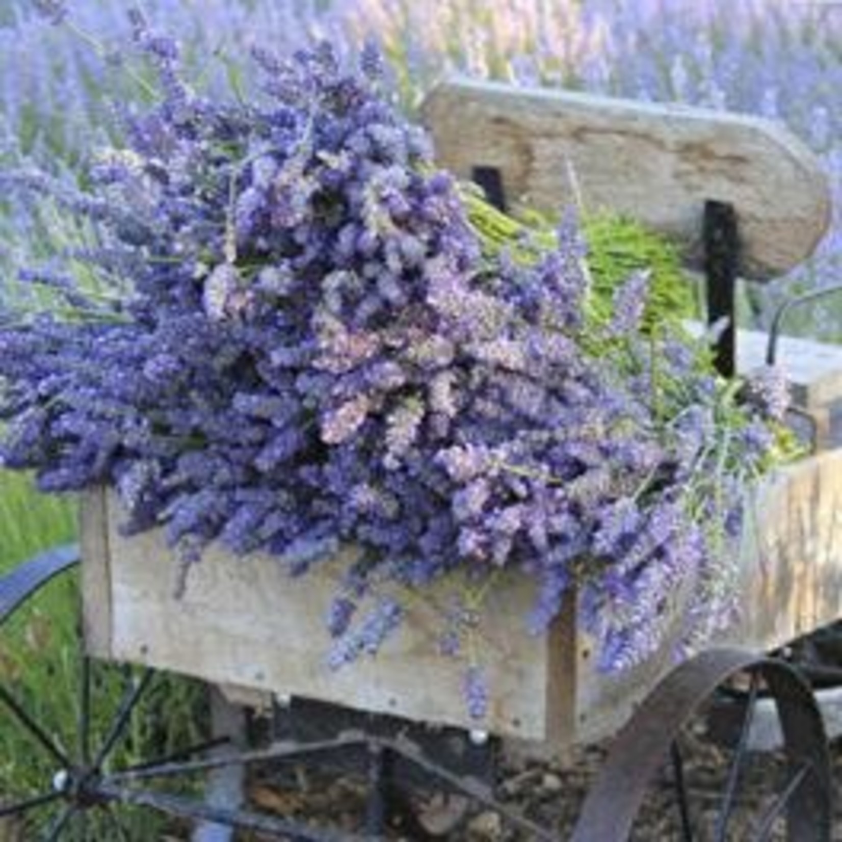 Sonoma Lavender Soap Bar Trio