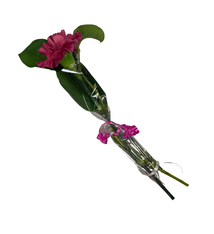 Single Carnation