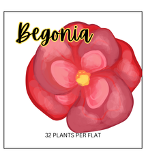 Begonia (Sun/Shade)