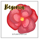 Begonia (Sun/Shade)