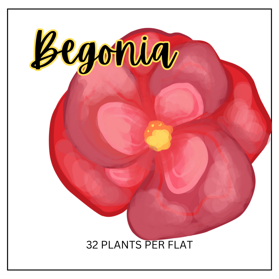 Begonia (Sun/Shade)
