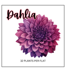 Dahlia (Sun)