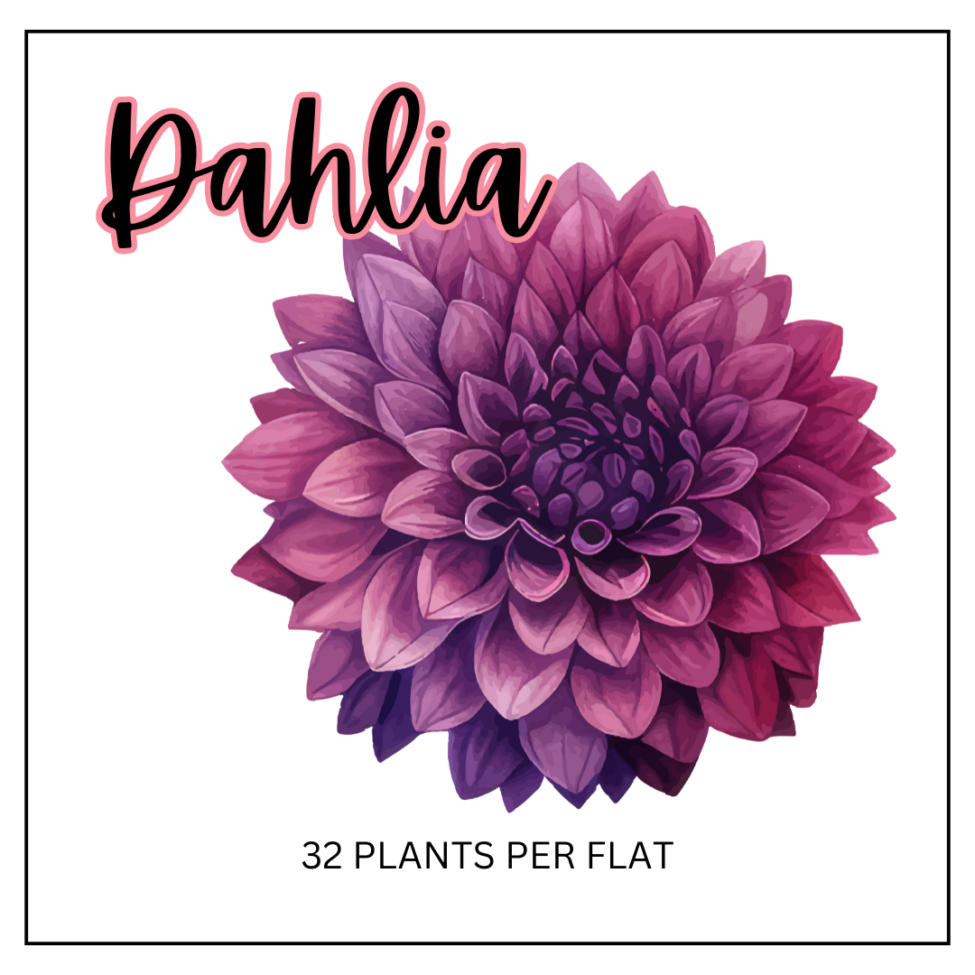 Dahlia (Sun)